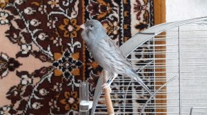 ТИМБРАДОС 09.04.2020г.