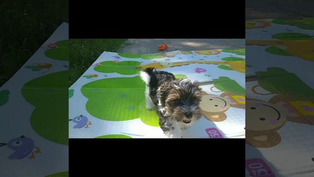 Мальчики бивер, документы РКФ, мини и стандарт смотреть онлайн