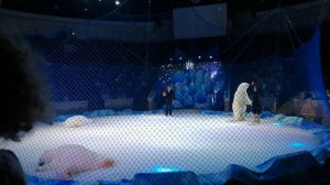 Цирк белые медведи на льду