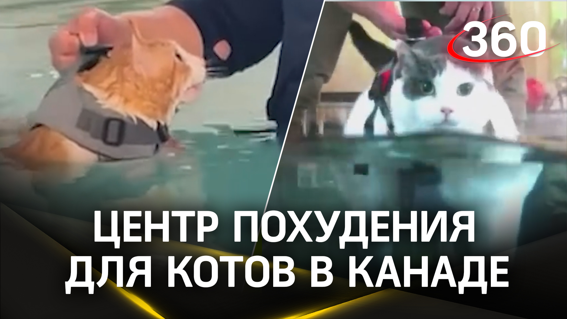 Кот-пухляк устроил истерику в бассейне - а не надо было толстеть!