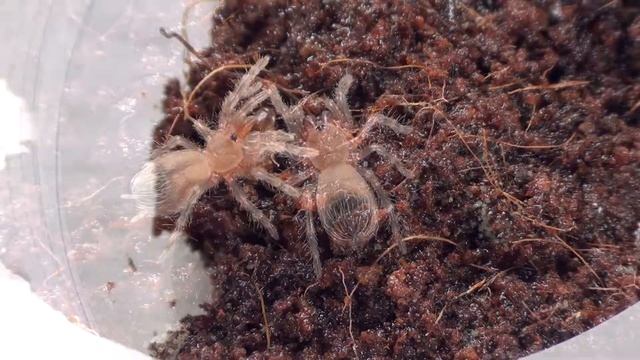 Acanthoscurria geniculata - кормление паука 2-й. линьки смотреть онлайн