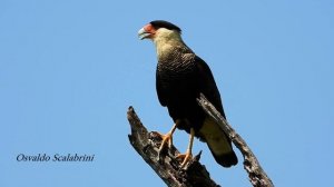 O canto do Gavião Caracará, Caracara plancus, Southern Caracara, Aves de rapina,