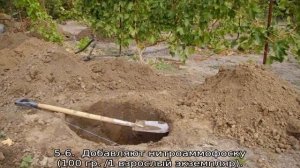 Туя Санкист — описание, посадка и уход