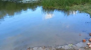 #Балашов. Какой ужас мы обнаружили на пляже Полукруг на Хопре