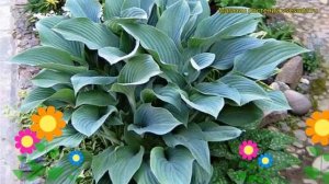 Хоста гибридная Большая Мама. Краткий обзор, описание характеристик hosta hybrida Big Mama