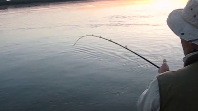 Silurus Glanis - 150 sm - 29.2 kg смотреть онлайн