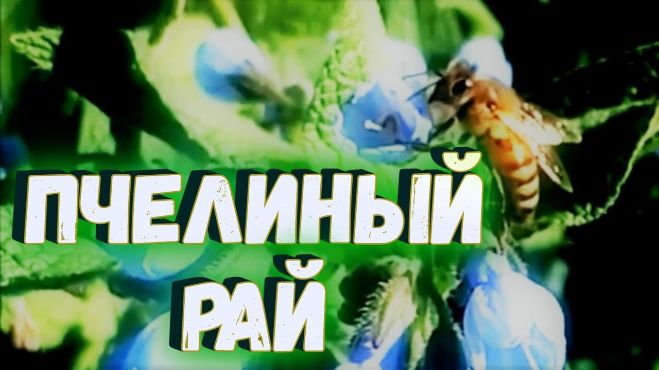 Пчелиный рай