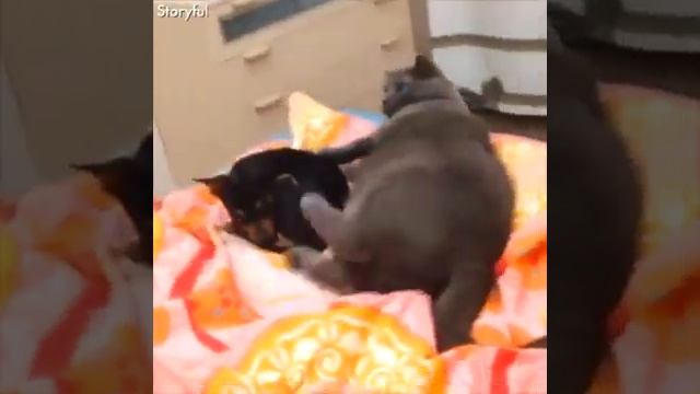 Спор животных очень милый смотреть онлайн