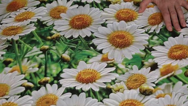 Фартук панно Ромашки 602х1002 мм смотреть онлайн