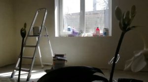 эухарис вопросы и ответы маленькие тонкости в выращивании