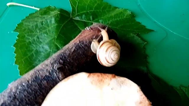 ЧЕХАРДА С УЛИТКАМИ 🐌 смотреть онлайн
