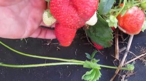 РАННИЙ сорт клубники АЛЬБА 🍓ВЫСОКОЙ УРОЖАЙНОСТИ -саженцы в питомнике Ягодный сад - Беларусь