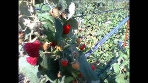 Малина "Полана" и "Полка". Октябрь