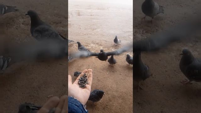 Полет голубя в замедленной съемке/это просто... смотреть онлайн