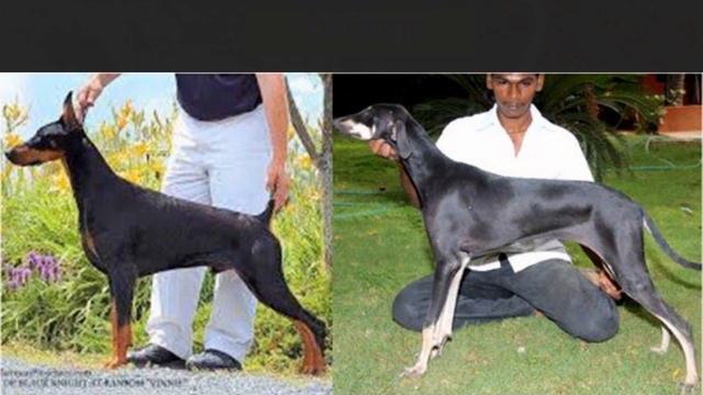 Indian Dogs like Doberman - in HINDI смотреть онлайн
