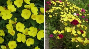 Топ-7 цветов против сорняков! Посадите эти цветы, они вытеснят сорняки на клумбах и цветниках в сад