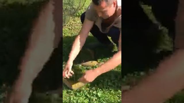 Вылов линя в своём пруду на даче смотреть онлайн