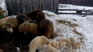 Во сколько обходится содержание.