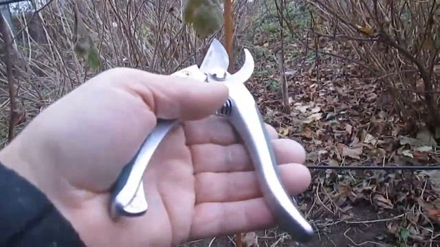 Осенняя обрезка винограда (однолетний Кишмиш) смотреть онлайн