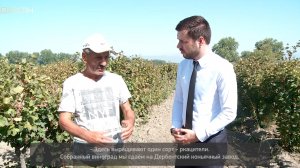 «Вахтар ва инсанар».  Сбор винограда в Магарамкентском районе
