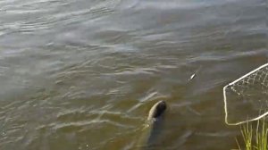 Рыбалка на Нижней Волге и река Ахтуба. Астраханская область. г. Харабали посёлок Дедушкин.