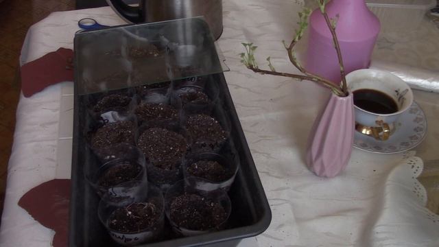 Как посеять мирабилис и кобею. смотреть онлайн