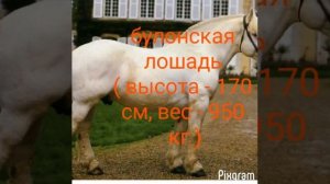 Самые большие лошади ( тяжеловозы )