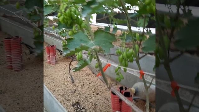 Виноград в Приморском Крае! Нагрузка ? после цветения в Теплице, 06.05.2023г