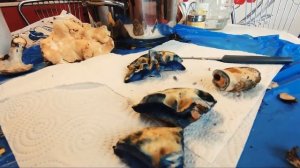 Разрезаем гриб "синяк"