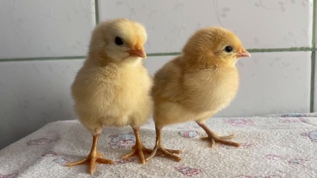 Цыплята Маран, Амрокс, Легбар, Нидерхайнер разных возрастов и Борковской Борвистой смотреть онлайн