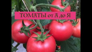Томаты от А до Я в открытом грунте. Дачные сезоны 12.12.18.
