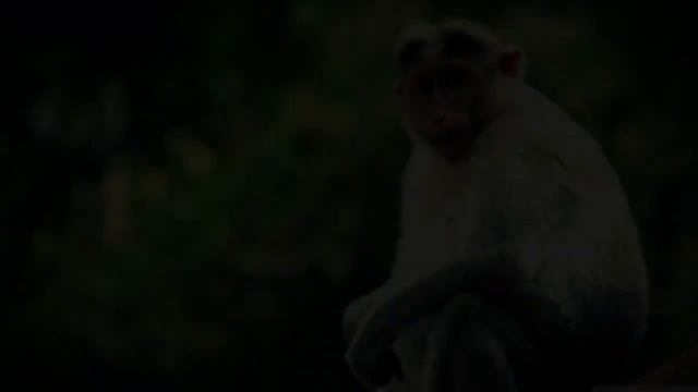 Тушда Маймун курса | Tushda Maymun ko'rsa смотреть онлайн