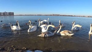 Как не надо кормить лебедей! Озеро лебедей в Евпатории (Крым). Путешествия с ребенком