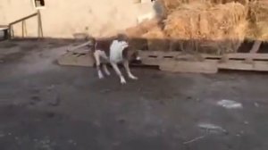 Азербайджанский Гурдбасар-волкодав