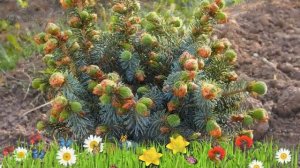 Ель ситхинская (silberzwerg) ? Обзор: посадка и уход. крупномеры ели : описание и особенности