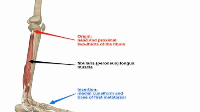 Two Minutes of Anatomy: Lateral Lower Leg Muscles - Peroneus Longus & Peroneus Brevis смотреть онлайн