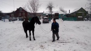 Жеребец советский тяжеловоз