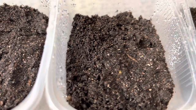 Сеем бегонию Санта-Круз! Роскошный цветок, опыт и советы от Анжелики смотреть онлайн