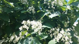 Медонос между акацией и липой. Медоносные растения.