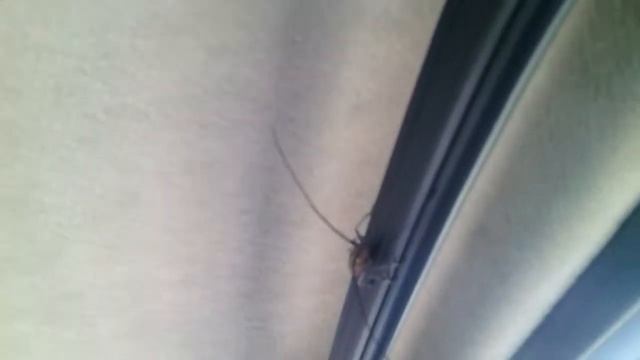 Жук-короед смотреть онлайн