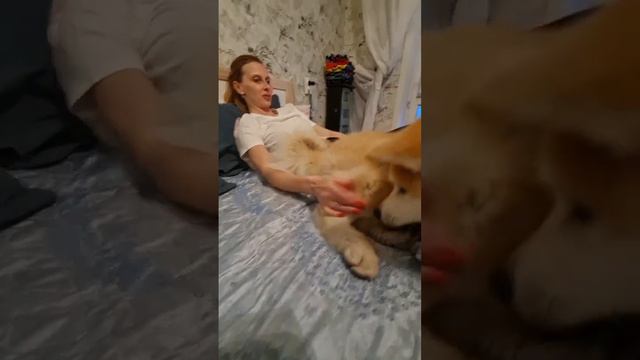 Собака спит на кровати #акита #dogs #хабаровск #собака #doglife #спим #смех #накровати #топ #top#op смотреть онлайн