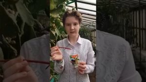 Дерен в ландшафтном дизайне