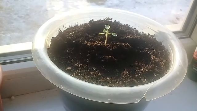 Пепино Рамзес 1месяц смотреть онлайн