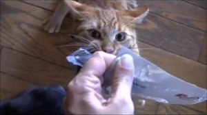 Видео приколы с котами