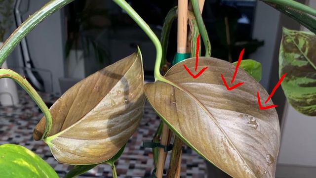 How to care for Indoor Devils ivy plant