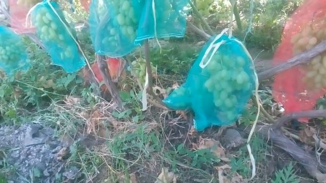 Виноград ПРЕОБРАЖЕНИЕ/пять факторов перевести преображение на кардон/идеальная формировка для смотреть онлайн