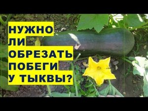 Нужно ли обрезать побеги у тыквы?