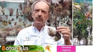 #TipsBotanikus Video #8 Tillandsia neglecta