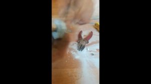 Kia Cerato 2007г(Сломался внутренний механизм шестерня). Дверь не открывается