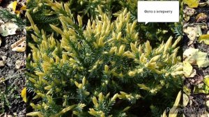 Ялівець лускатий Holger (Холгер) / Можжевельник чешуйчатый Холгер